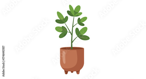 A potted green plant with multiple leaves and a brown pot.
