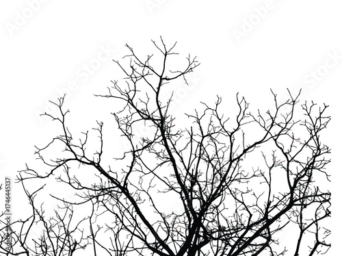 Silhouette of bare tree with branches isolated on white. Black and white vector illustration
