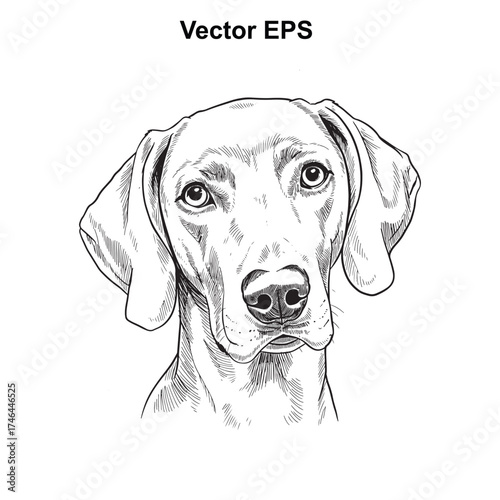 Vector art of weimaraner dog portrait