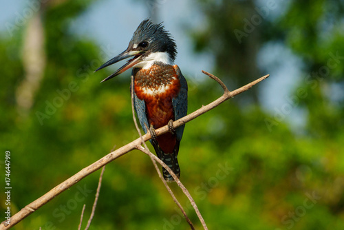 Ringed kingfisher perched on twig with vibrant Pantanal backdrop