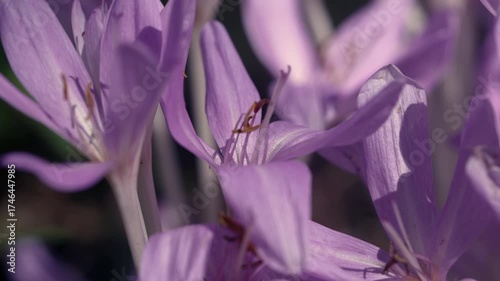 Crocus flowers are blooming in the sunlight.