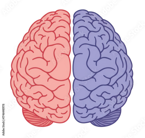 Wallpaper Mural Top View Of Human Brain Showing Two Halves One Pink One Blue With Intricate Details Torontodigital.ca