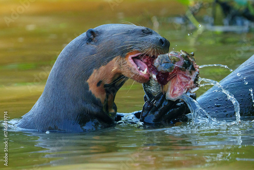 Giant otter tearing fish in powerful jaws on Pantanal river