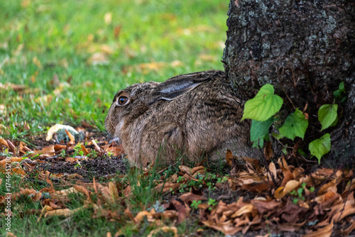 Wild hare laying by a tree in the grass
