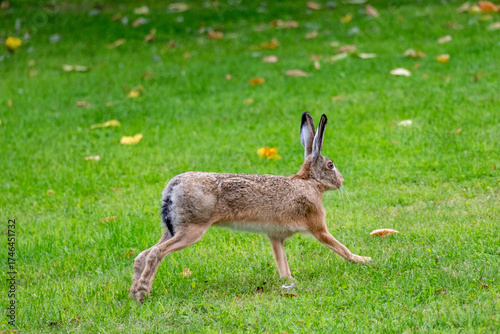Wild hare running in the grass