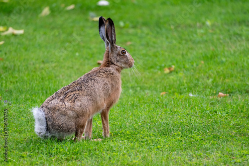 Wild hare sitting in the grass