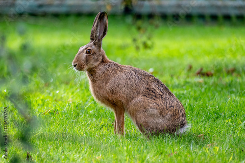 Wild hare sitting in the grass