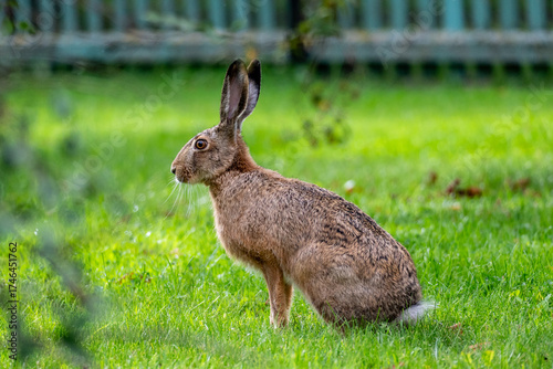 Wild hare sitting in the grass