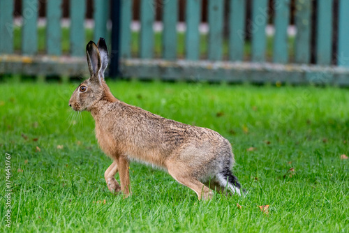 Wild hare in the grass