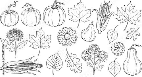 leaf, autumn, pumpkin, forest, illustration, harvest, vector, cone, mushroom, herb, hand-drawn, freehand, thanksgiving, acorn, fall, physios, garden, decoration, vegetable, chestnut, tree branch, sun