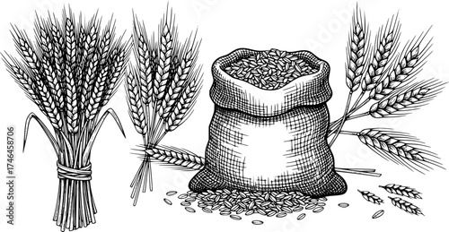 Wheat sketch. Vector set with grain in a jute sack and wheat ears. Illustration of a bunch of spikelet's, a sheaf of wheat. Engraved style.
