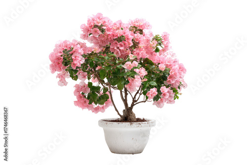Wallpaper Mural Pink Bougainvillea bonsai in pot Torontodigital.ca