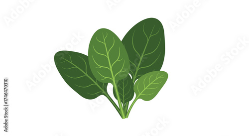 Fresh green spinach leaves ready for healthy eating and culinary creations.