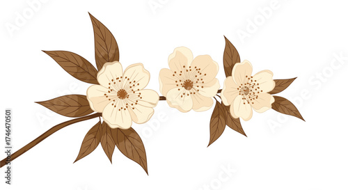 A branch of delicate cream colored flowers with brown leaves branches.