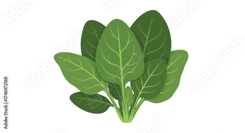 A bunch of fresh green spinach leaves on a white background.