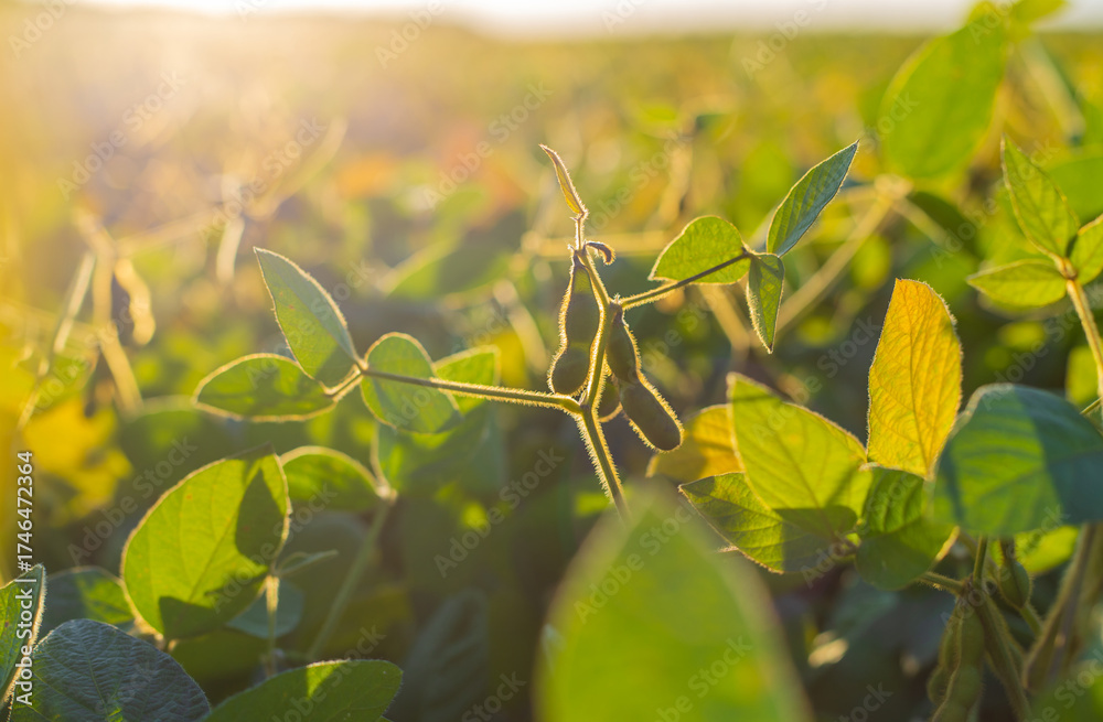 Fototapeta premium Soybeans growing in a field. Selective focus.