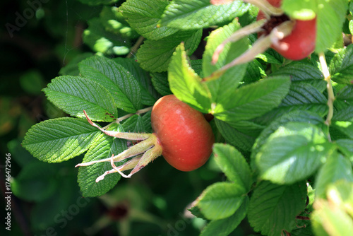 Close-up photo of a bush with large rosehip berries, illuminated by the sun, on a blurred background of green leaves