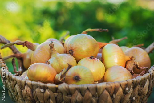 Onion harvest in the garden. Selective focus.