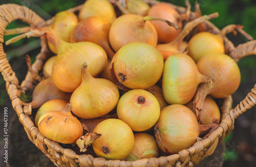 Onion harvest in the garden. Selective focus.