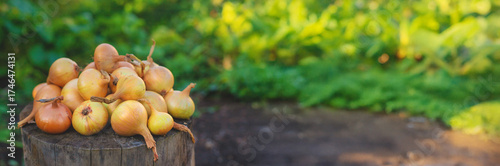 Onion harvest in the garden. Selective focus.