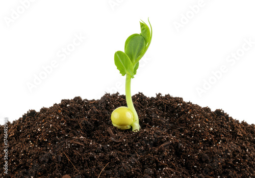 Photos Isolated seedling growing in dirt, spring sprout, pea shoot, edible pea, agricul