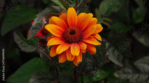 Rough sunflower (Heliopsis helianthoides)