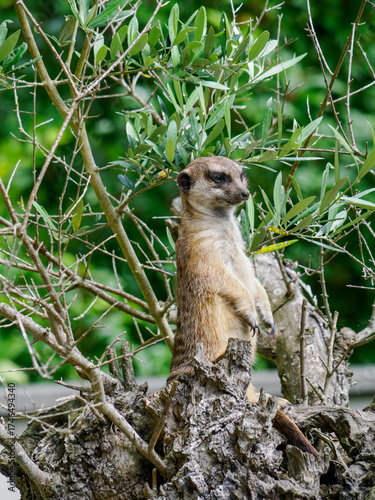 Fotografie Gray meerkat (Suricata suricatta)
