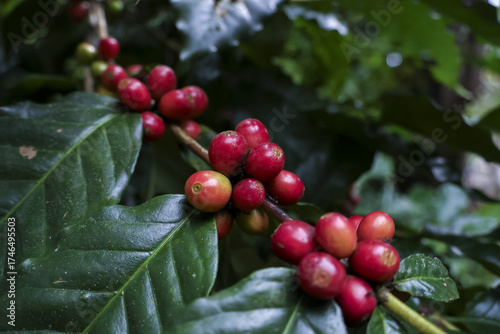 Wallpaper Mural Close up of fresh coffee bean branch showing vibrant red ripe cherry fruit on green leaf plant. natural, agricultural scene with feeling of freshness at farm Torontodigital.ca