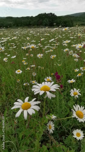 A field of daisies in close-up. Beautiful white summer flowers. The concept of fragility and tenderness. Slow movement to the side. Panoramic 4K video. Vertical composition. Atmospheric landscape