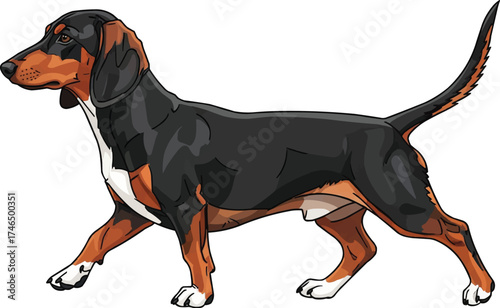 Drever dog walking trotting side view vector illustration