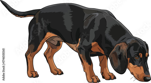 Drever dog sniffing alert instinct pose vector illustration