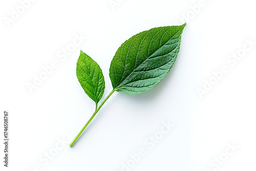 Two Vibrant Green Leaves With Visible Veins On A Simple Transparent Background
