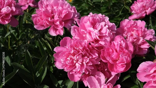 Pink peonies close-up garden. The bright rays of the sun illuminate the flower meadow. Summer flowers are swaying in the wind. Atmospheric natural video. Cultivation and care of ornamental flower beds