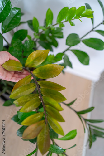 Close-up of a healthy zamioculcas houseplant with glossy green and slightly yellowing leaves, showing growth and care in a bright modern interior