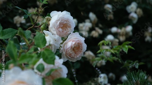 A white rose sways in the wind. Close-up of a flower in a flower bed in warm sunlight. Growing fragrant garden roses. The concept of summer, fragility. A light breeze shakes the bud that has opened.