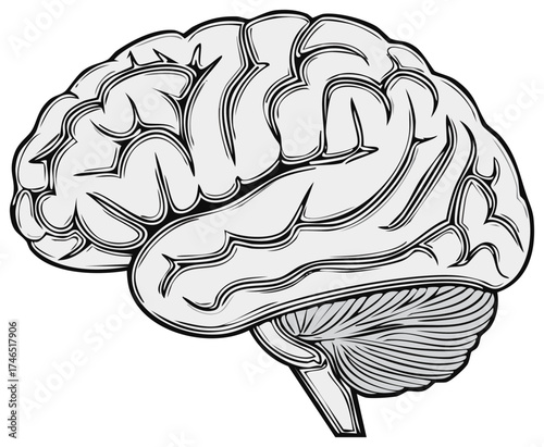 Anatomical illustration of the human brain side view vector graphic