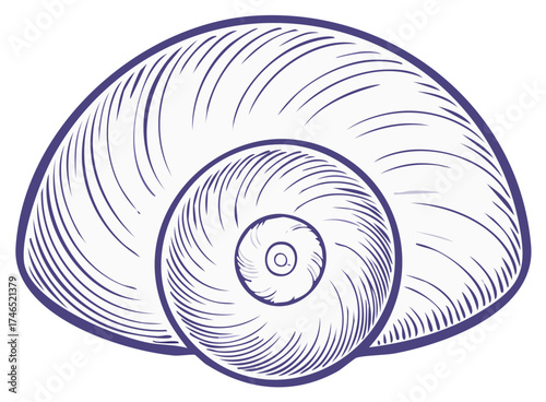 Detailed Seashell Spiral Illustration Elegant Ocean Life Nautical Design