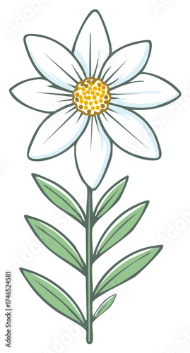 Single cartoon Edelweiss flower with pointy leaves, a white blossom and yellow center, a symbol of Alps mountain regions