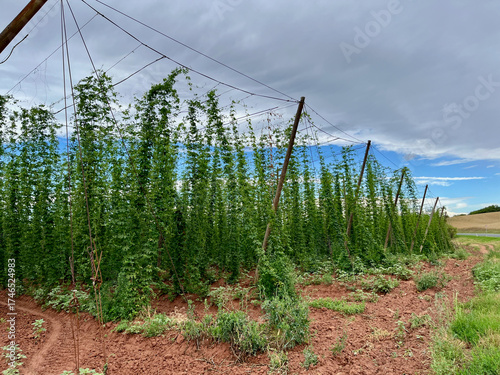 Hop field in Ocihov, Zatec region, Czech Republic. Blue sky, red soil