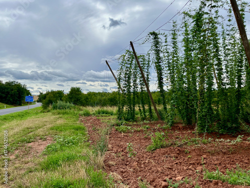 Hop field in Ocihov, Zatec region, Czech Republic. Blue sky, red soil