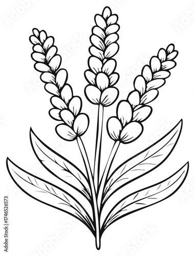Stylized line art illustration of three lavender flower spikes with leaves