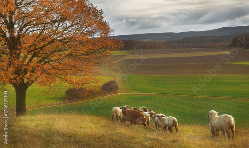 Schafherde in herbstlicher Landschaft