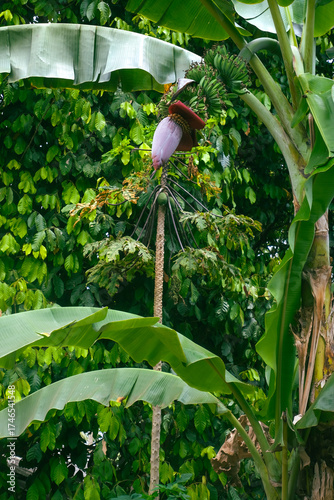 Banana tree bearing fruit