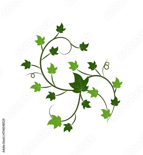 Green Ivy Vine Leaves Decoration – Climbing Plant Vector Design