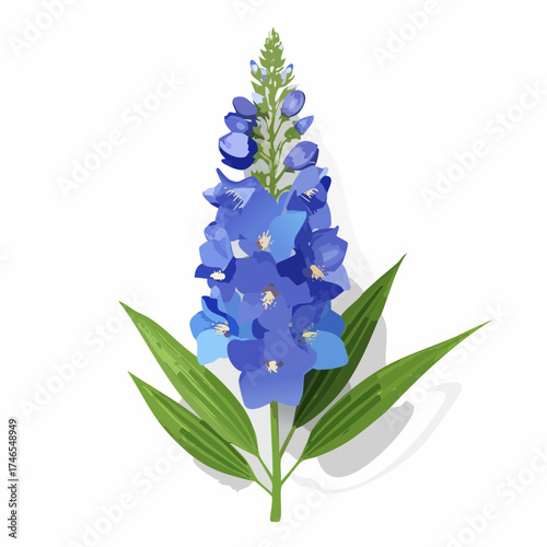 Blue delphinium flower with green leaves isolated