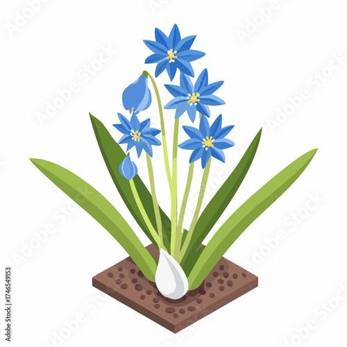 Blue flowers and bulb in soil