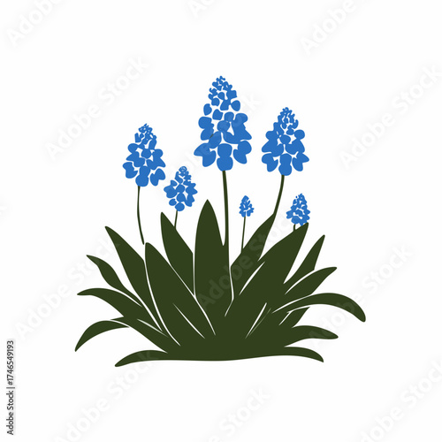 Blue grape hyacinth flower cluster