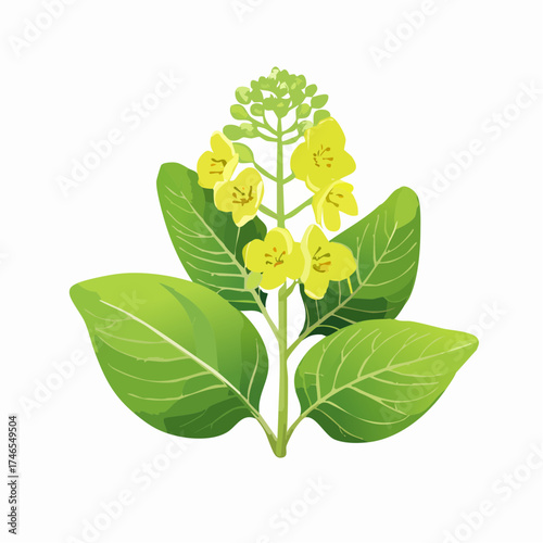 Green leaves and yellow canola flowers with transparent background
