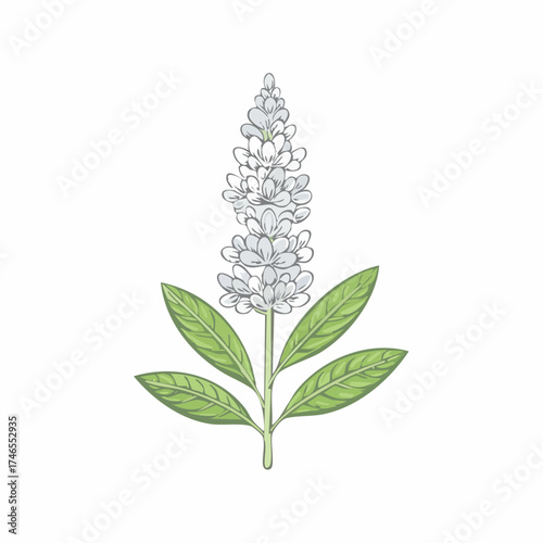 White flower stalk with green leaves