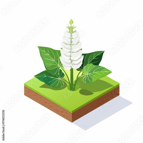 White lupine flower growing in soil